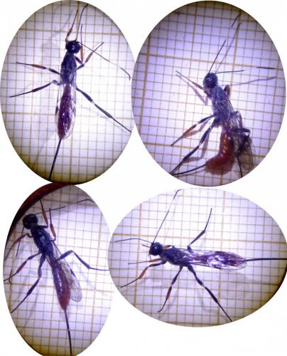 Xorides filiformis